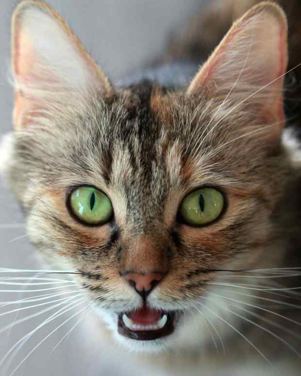 Why Do Cats Sleep So Much? PetHelpful