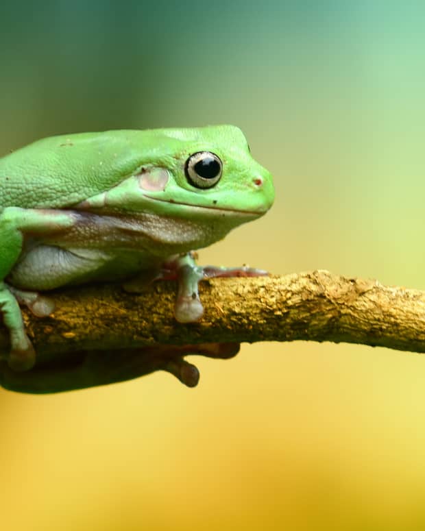 200-pet-frog-names