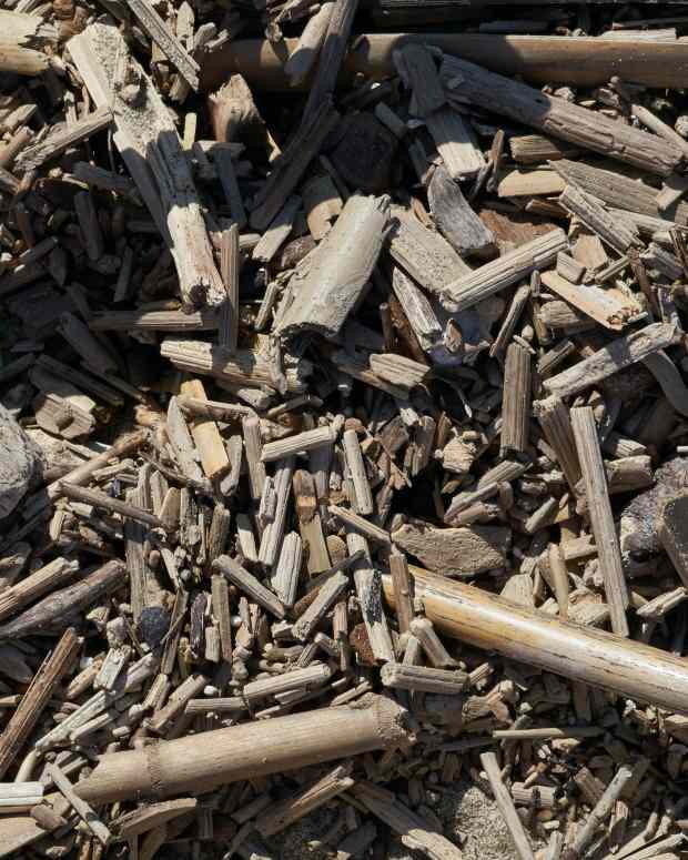 How to Train Your Cat to Walk on a Leash PetHelpful