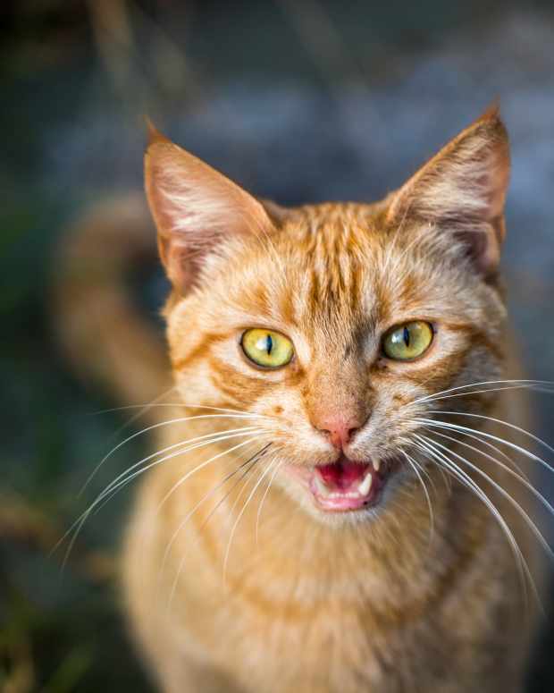 How to Train Your Cat to Walk on a Leash PetHelpful