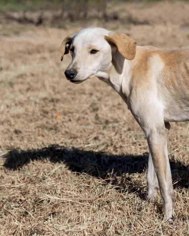 Is Puppy Food Making My Puppies Sick? PetHelpful