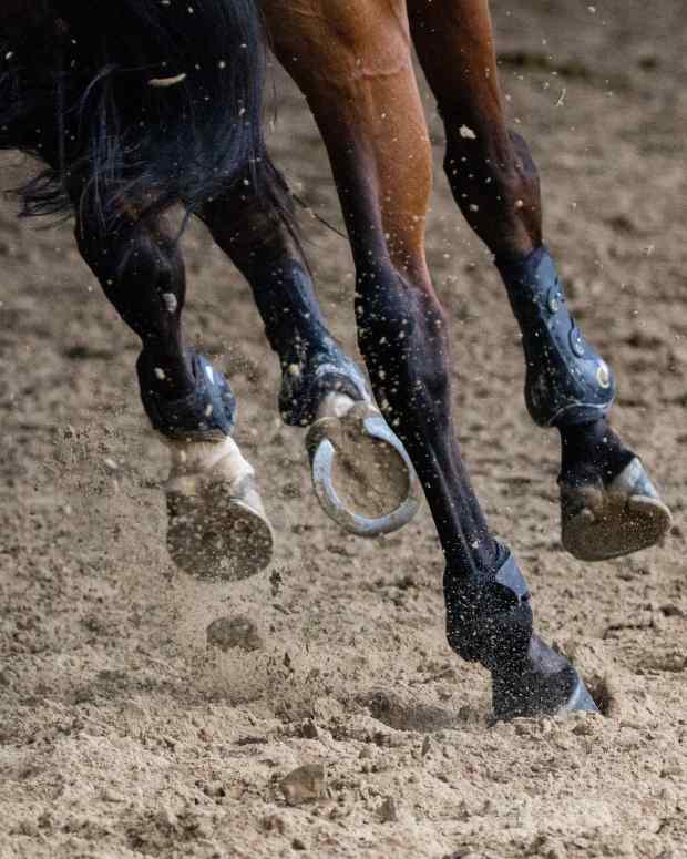 Activities and Ideas for Horse Owners in the Month of February PetHelpful