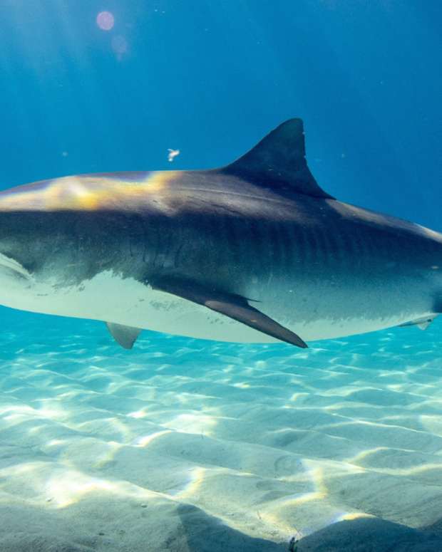 The Top 10 Most Dangerous Animals In Florida Wanderwi vrogue.co