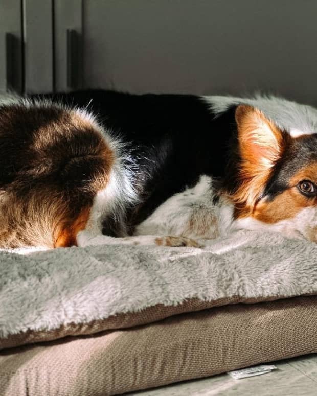 dog-meditation-and-how-to-bond-with-your-pet