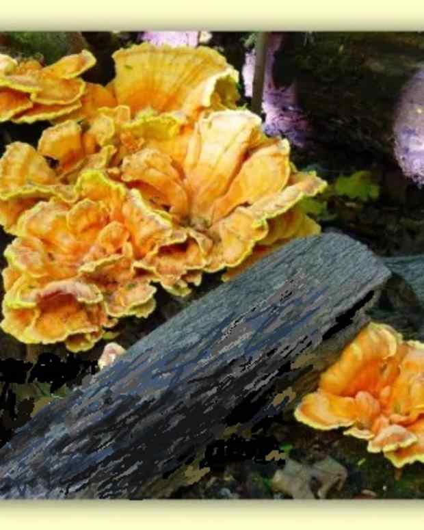 pictures-mushroom-fungi-wild-ones