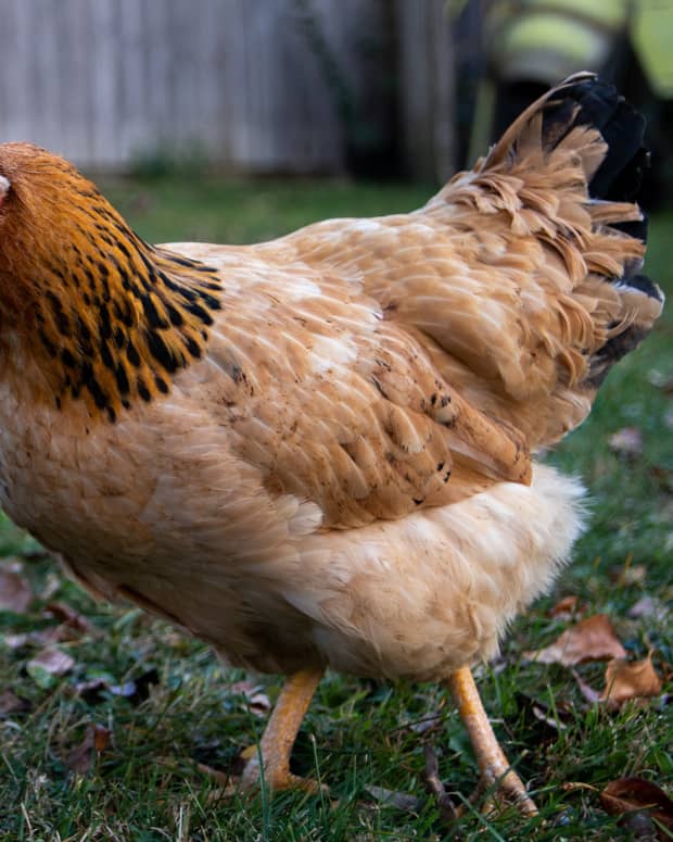 Guide To Backyard Chicken Diseases - PetHelpful