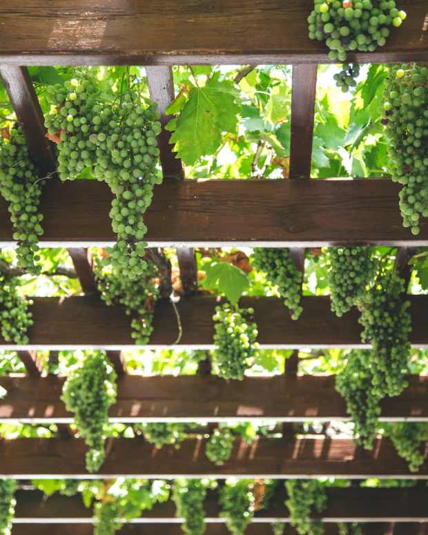 how-to-grow-a-grape-vine-in-the-tropics