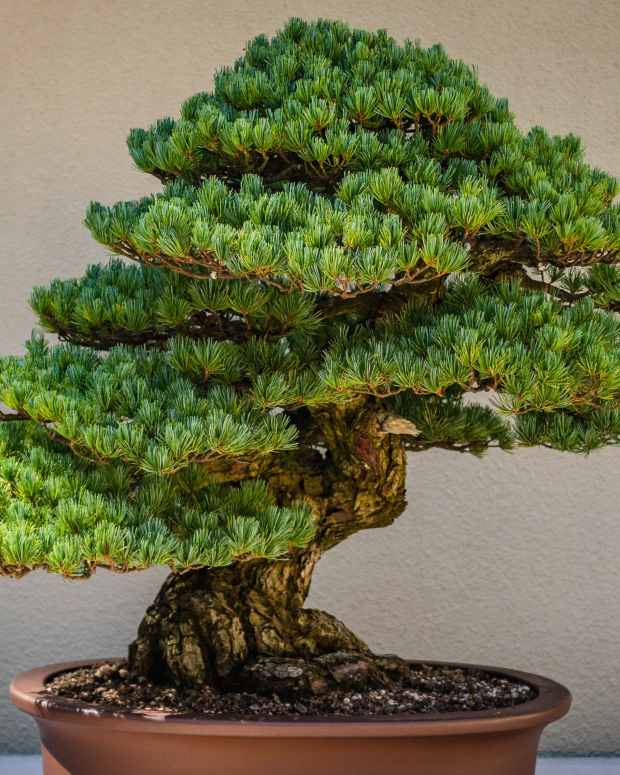 growing-bonsai-trees