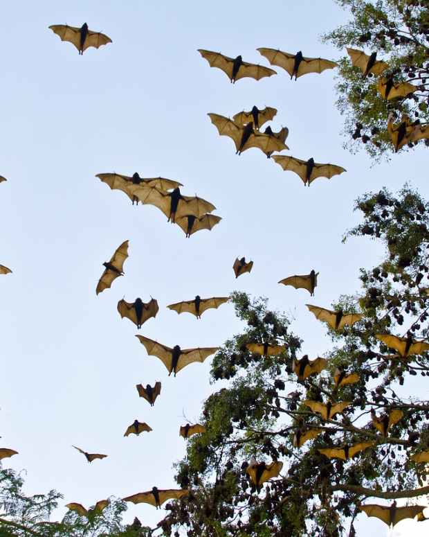 the-folklore-of-bats