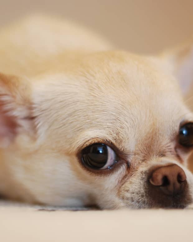 chihuahuas-theyre-cute-but-are-they-right-for-you