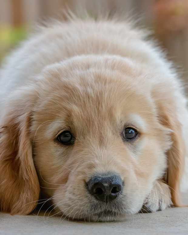 Infant Nuzzles Puppy Golden Retriever and It’s Beyond Precious WeHaveKids News