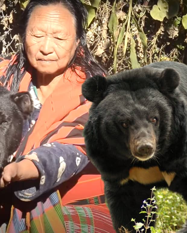 haofa-indian-bear-hound-dog-breed-information-facts-and-characteristics