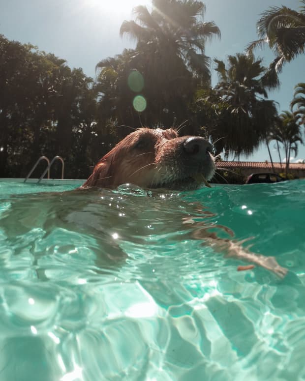 are-all-dogs-born-knowing-how-to-swim