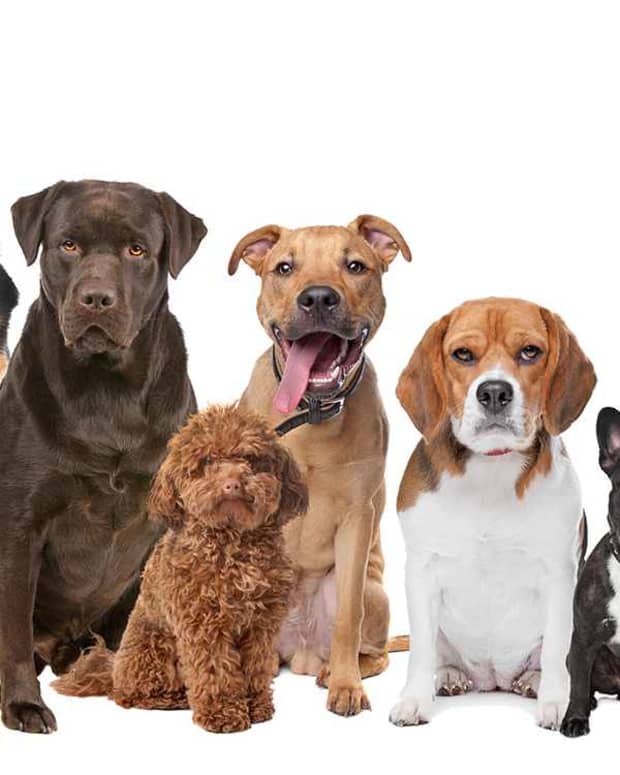 finding-the-right-dog-breed