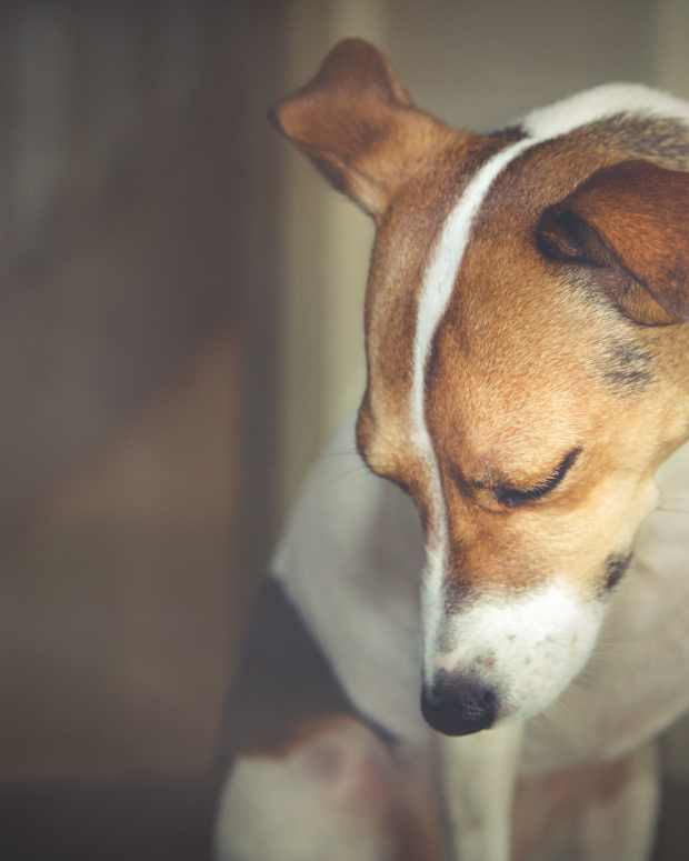 How to Tell If Your Dog Has Worms PetHelpful