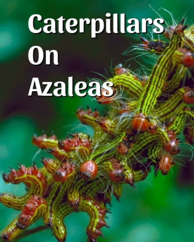 caterpillars-on-azalea-plants