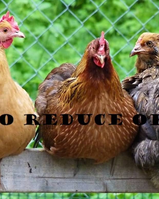 danger-of-obese-backyard-chickens