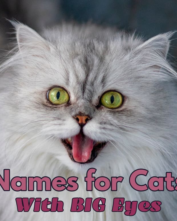 names-for-cats-with-big-eyes