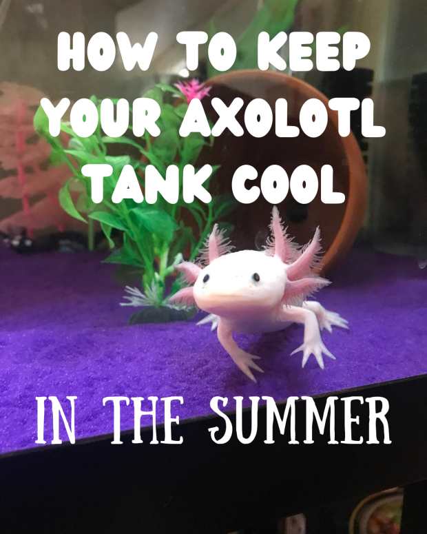 How to Move an Empty Glass Aquarium Over 75 Gallons in Size PetHelpful