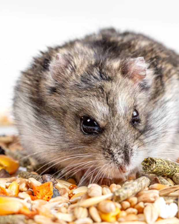 the-best-diet-for-hamsters-recommended-by-experts
