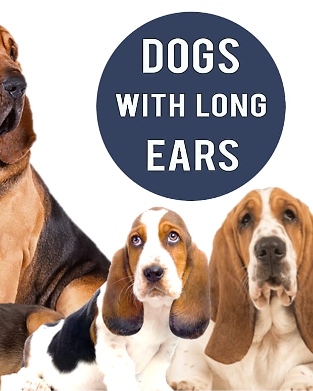 11-dogs-with-long-ears