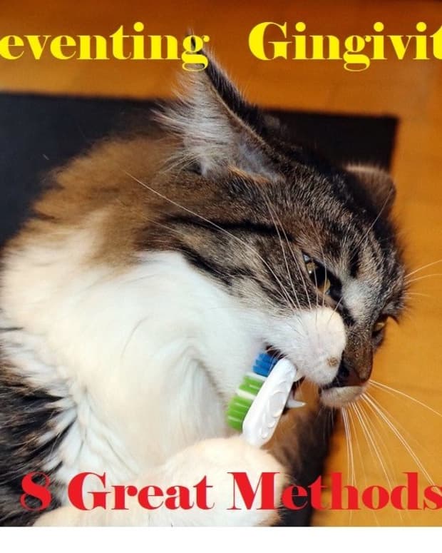 gingivitis-prevention-through-home-care-for-a-cats-mouth