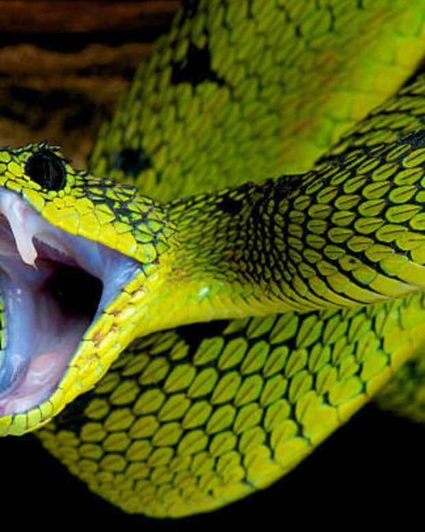 what-makes-them-so-5-most-deadly-venomous-snake-on-the-earth
