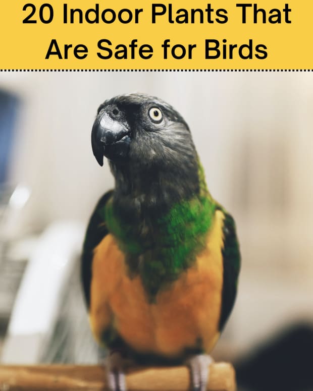 20-indoor-plants-that-are-safe-for-birds