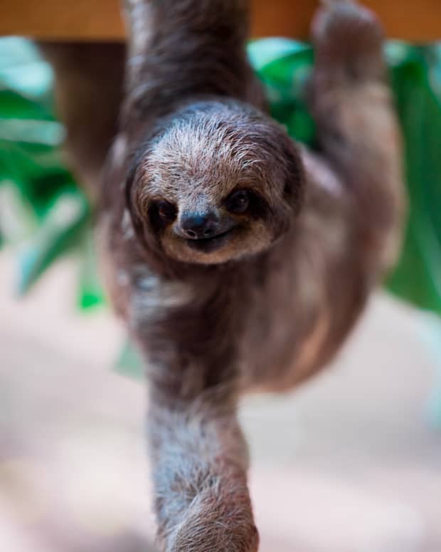 sloth-names