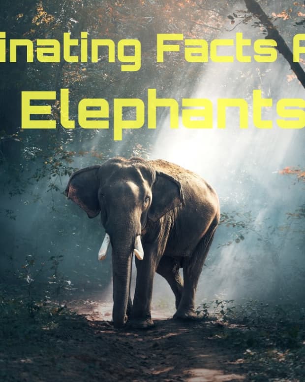 scientific-facts-about-elephant