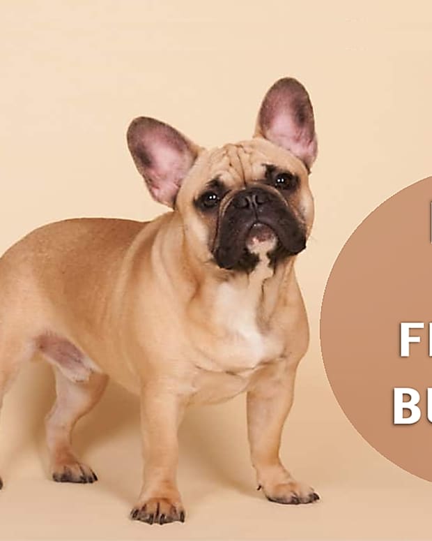 seven-dogs-that-look-like-french-bulldog