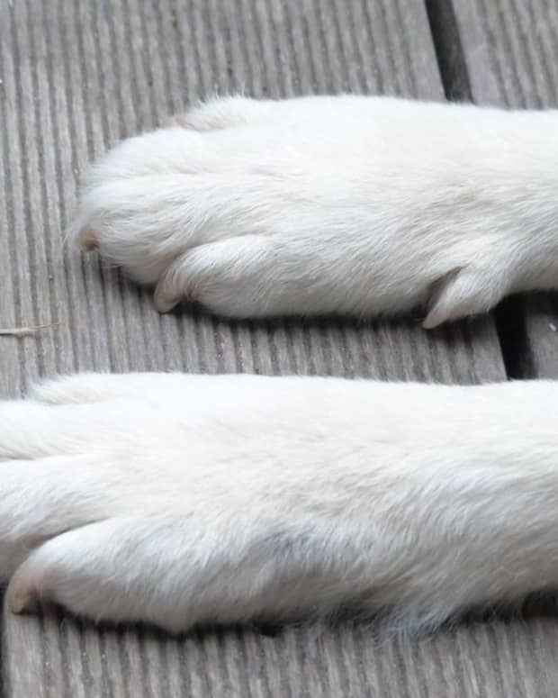 polydactyly-in-dogs-dogs-with-extra-toes