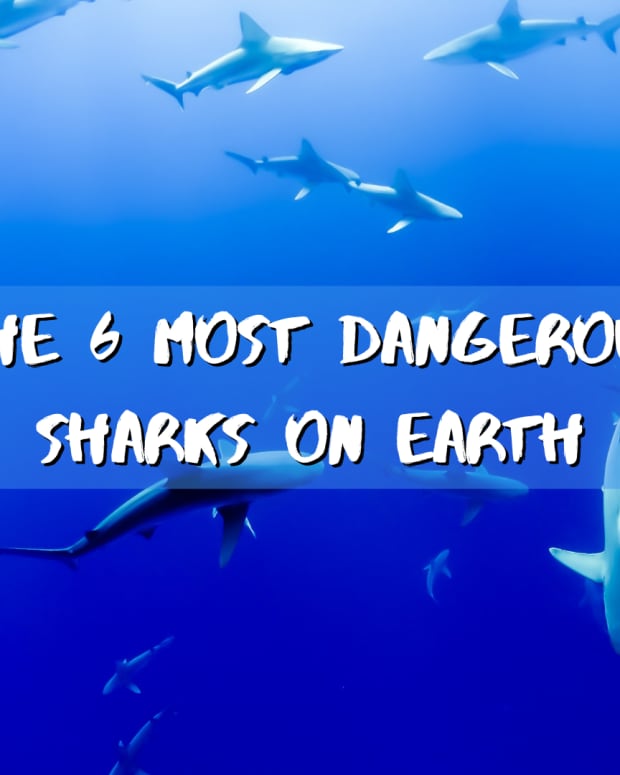 the-largest-sharks-in-the-world-nightmares-beneath-the-waves