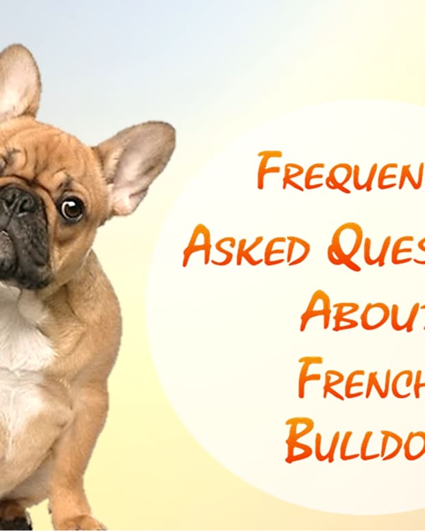 21-most-popular-questions-about-french-bulldog