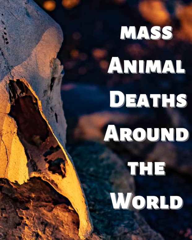 top-10-strange-mass-animal-deaths
