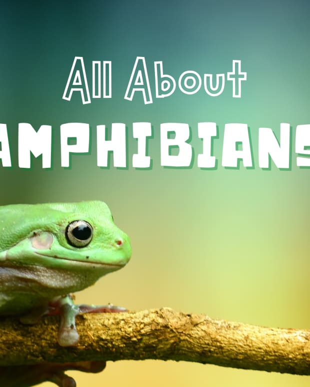 lets-learn-about-amphibians