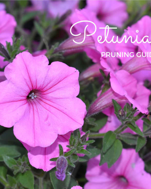 how-to-prune-petunias