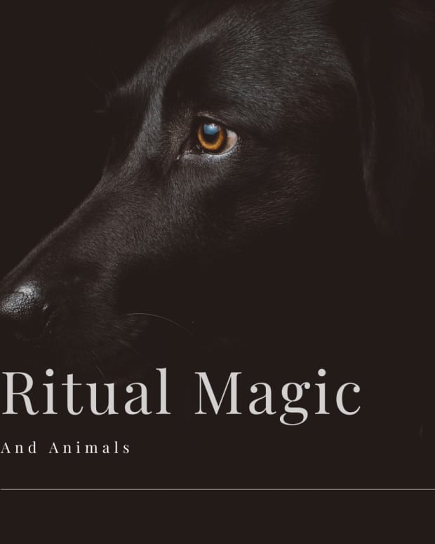 spells-real-magic-animal-spells