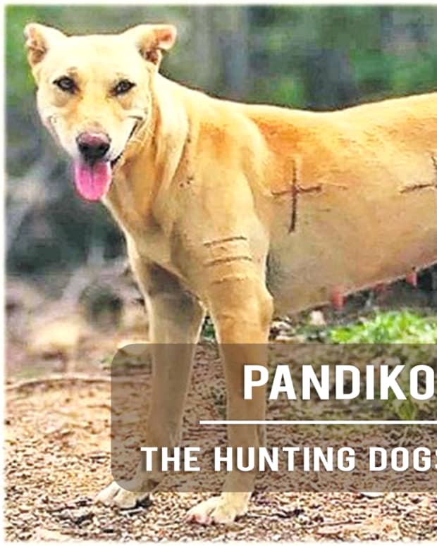 pandikona-indian-hunting-dog-breed-information