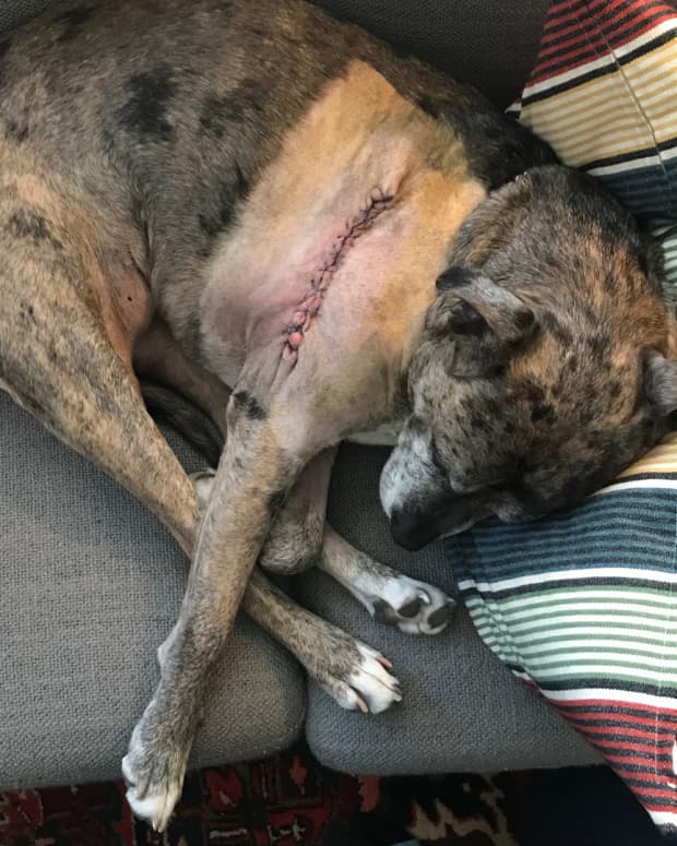 help-my-dogs-stitches-are-oozing