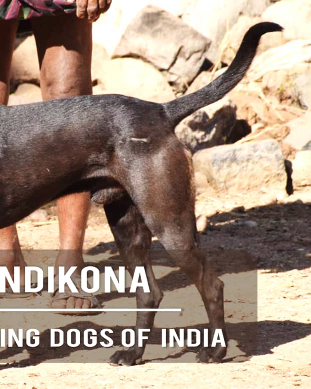 pandikona-indian-hunting-dog-breed-information