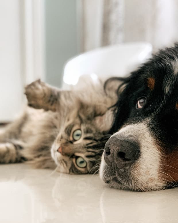 what-essential-oils-are-bad-for-dogs-and-cats