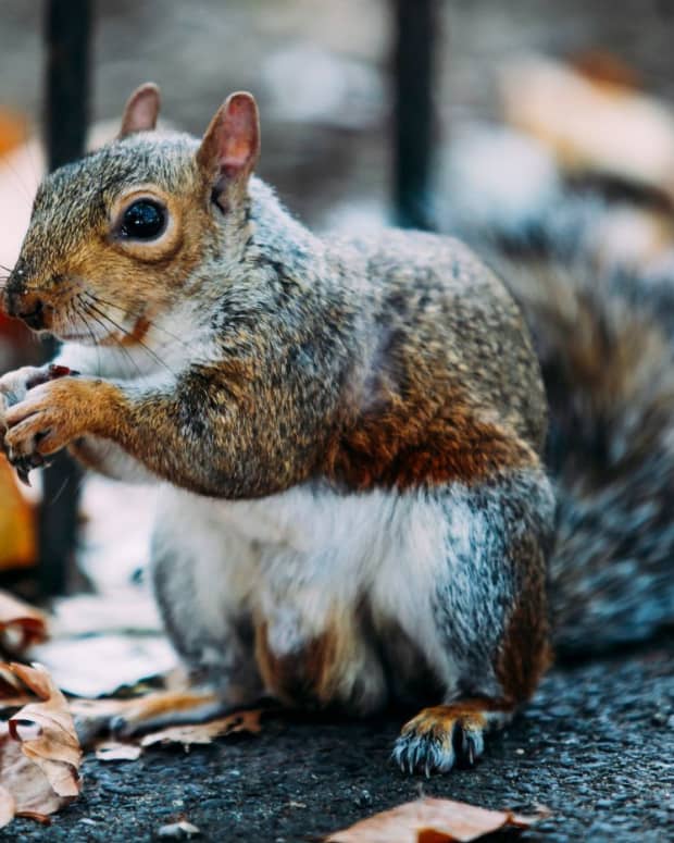 how-long-can-squirrels-go-without-food