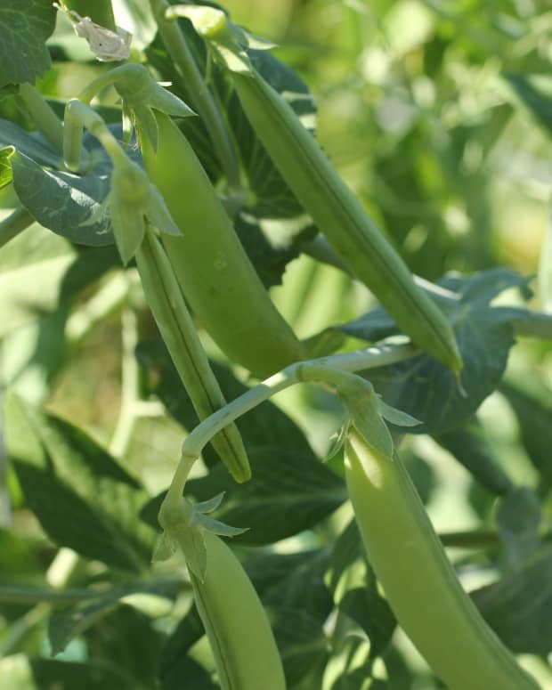 growing-peas-without-trellis