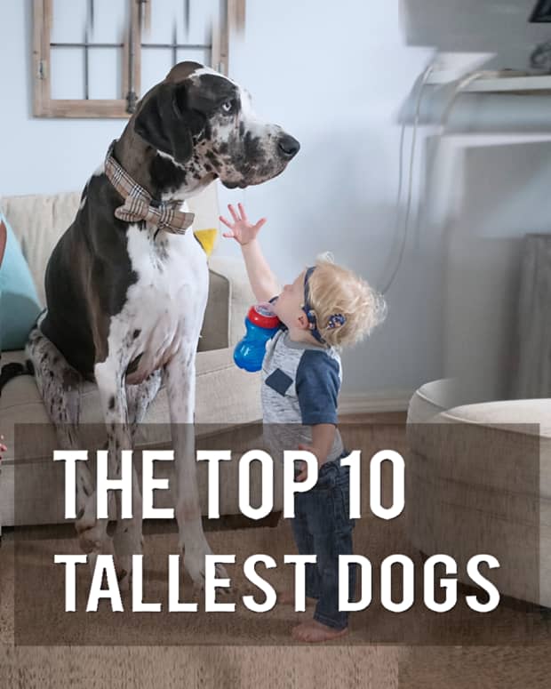 top-10-tallest-dogs