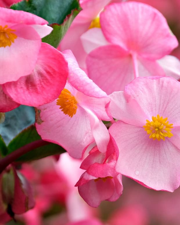 how-to-grow-begonias-from-cuttings