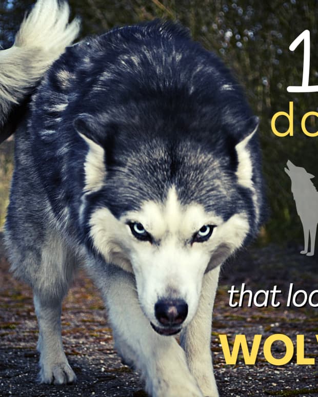 11-dogs-similar-to-wolf