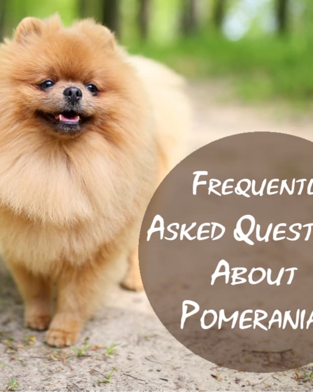 21-most-popular-questions-about-pomeranian