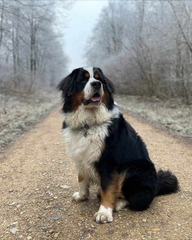 five-best-giant-breeds-of-dog