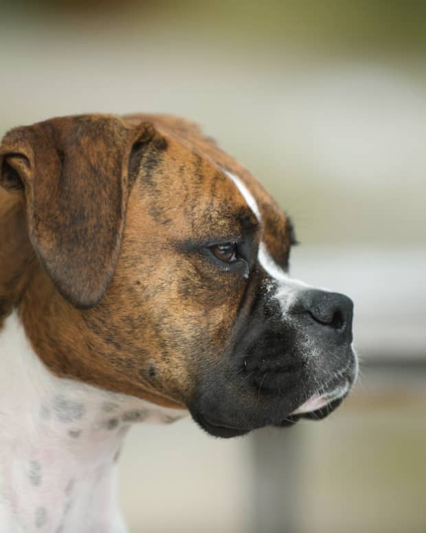 strong-dog-names-boxers